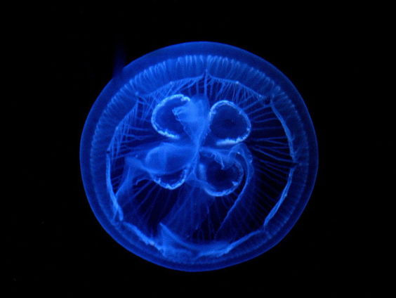 Hoe de oeroude oorkwal ingezet wordt als levend meetstation