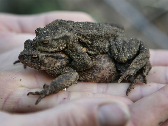 De Jaargetijden: paddentrek begint