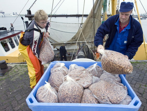 Geen garnalen met kerst want in de Noordzee mag er niet meer naar gevist worden