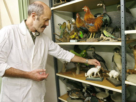 Dunbekwulp officieel uitgestorven, onderzoekers bevestigen