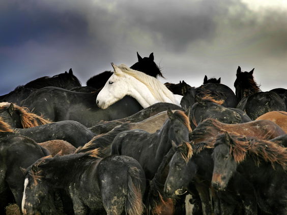 Terug naar Toen: De paarden storm in Marrum