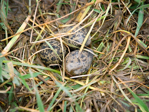 Broedseizoen voor vogels 'officieel' voorbij