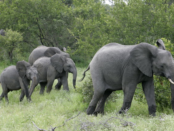 Sporenonderzoek in de strijd tegen stroperij in Afrika