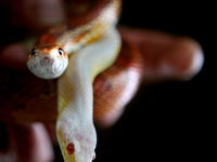 In India gaan slangen met de trein