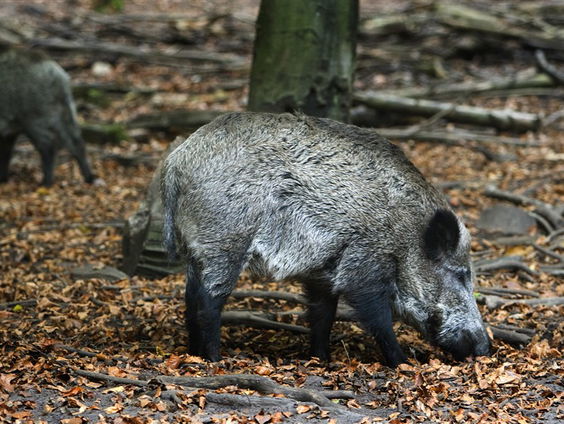 De Jaargetijden: eikels