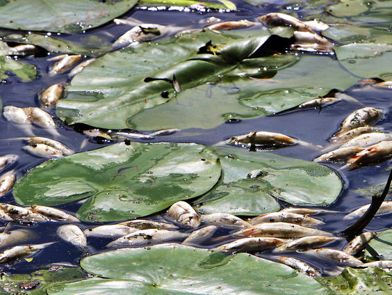 Hoe kan het dat er op dit moment zoveel vissen sterven in de regio Utrecht/Zuid-Holland?