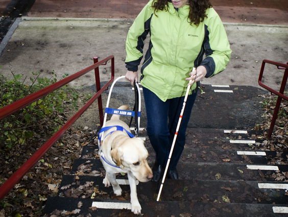 Gastgezinnen gezocht voor hulphonden: 'Je geeft mensen hun leven terug'