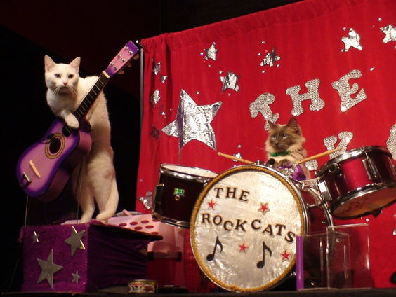 Poezen in de popmuziek