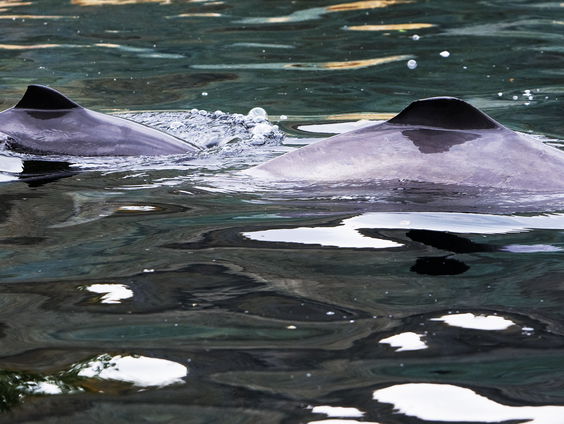 Walvissen spotten? Dat kan in onze eigen Waddenzee