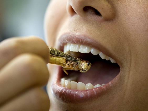 Blijken insecten toch niet het voedsel van de toekomst?