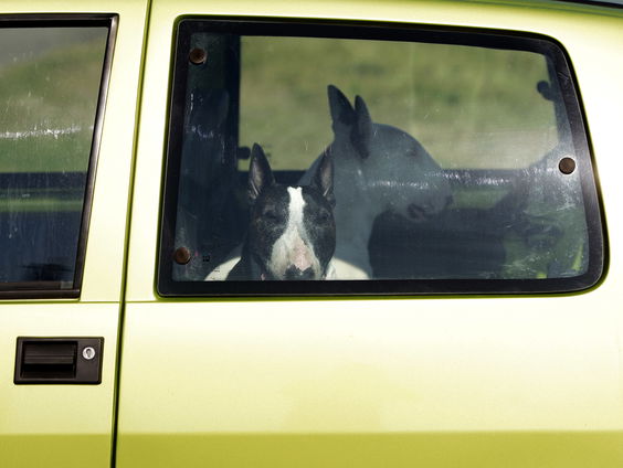 Marjolein de Rooij over hittestress voor dieren in de zomer