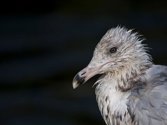 Wij hebben last van het natte weer, maar de vogels ook!