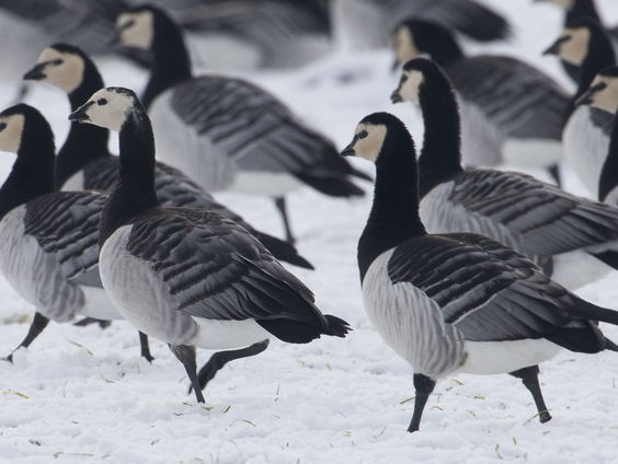 Nooit eerder zoveel wilde vogels in Europa besmet met het vogelgriepvirus