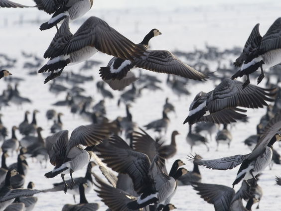 Ganzenjagers zijn klaar met verschil in regels, wat vindt de provincie?