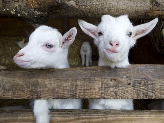 Financiële zorgen voor kinderboerderijen en dierenopvang