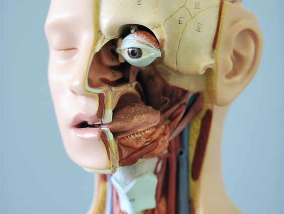 ‘Mensen zijn geen geniale wezens, maar slimme kuddedieren’