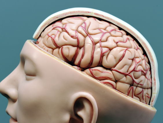 Hoeveel kan je nog leren op oudere leeftijd?