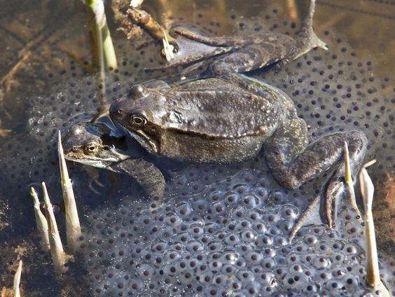 Huisvriend Rick Middelbos over de padden