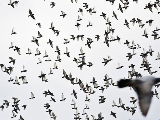 De Jaargetijden: Vogeltrek
