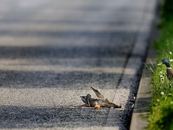 Huisvriend Rick Middelbos over meer dode dieren langs de weg