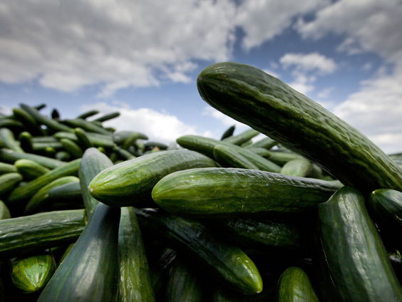 Schildwants een gevaar voor gewassen vanwege een bacterie