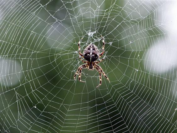 De Jaargetijden: spinnen