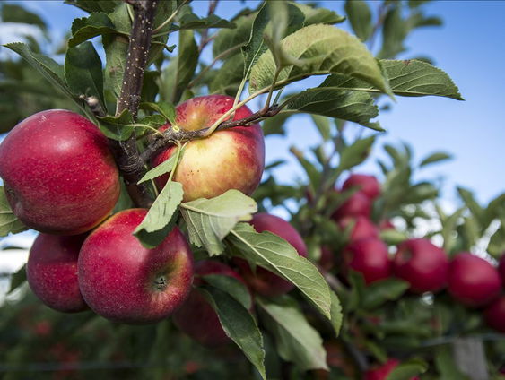 De Jaargetijden: appel- en perenoogst