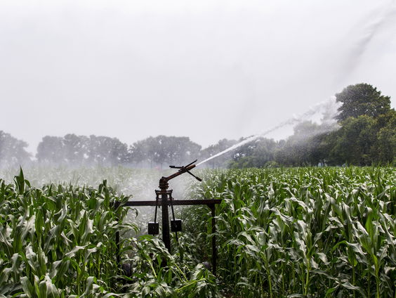 Sproeiverbod in delen van Brabant vanwege droogte: 'Water niet afvoeren, maar opvangen'