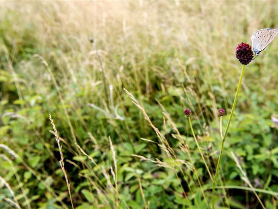 Het donkere pimpernelblauwtje is verdwenen uit Nederland