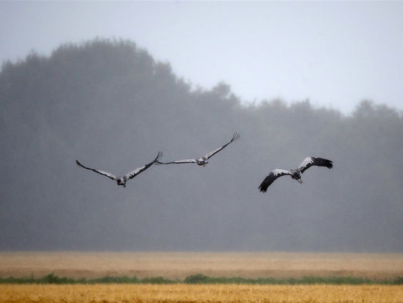 Spectaculair schouwspel: tienduizenden kraanvogels trekken over Limburg