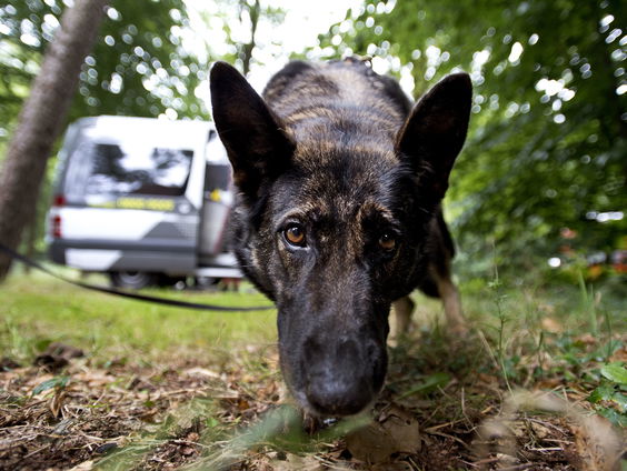 Hond Dora kan ruiken of bomen ziek zijn