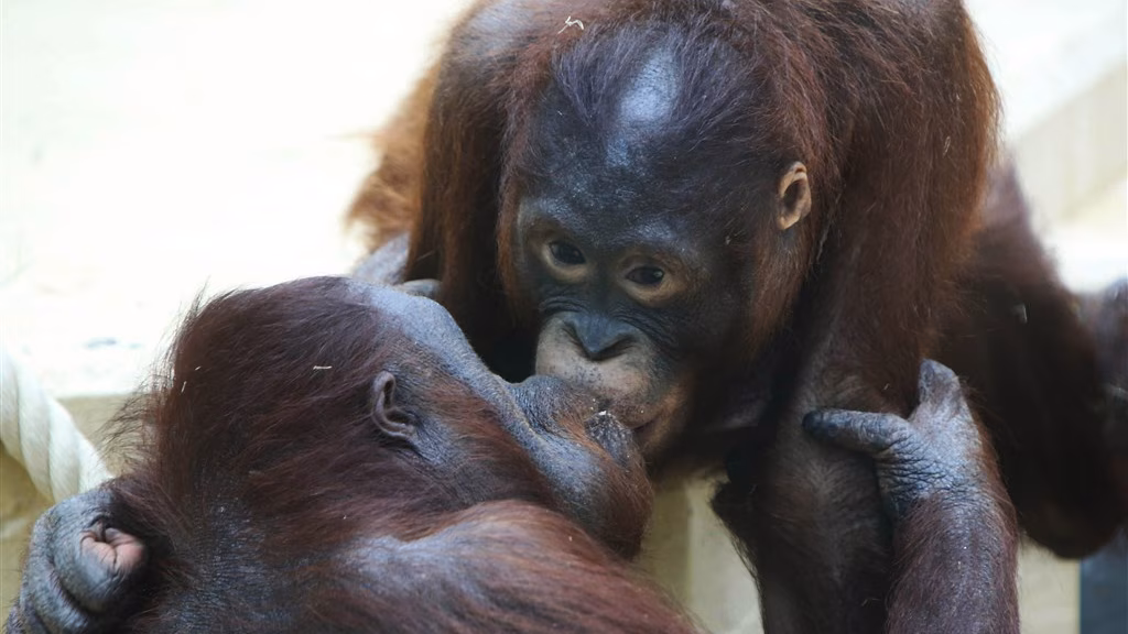 Zoenen! Dat doen we al 21 miljoen jaar