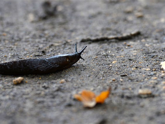 De Jaargetijden: naaktslakken