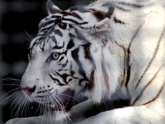 Witte tijger Asia verlaat Zooparc Overloon