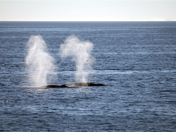 Potvissen communiceren met woorden en lettergrepen