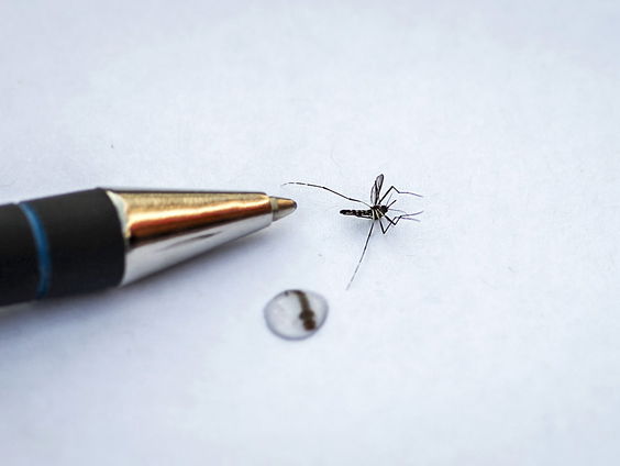 Al evenveel dengue-besmettingen als heel vorig jaar