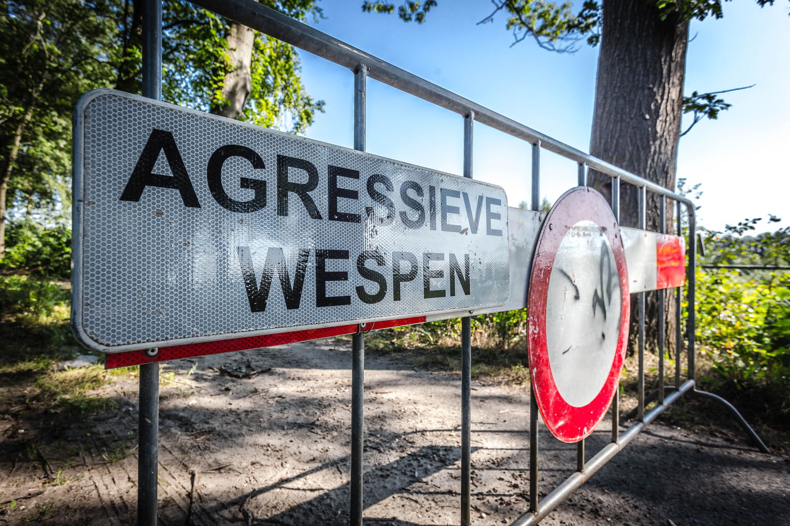 Zeeland geeft strijd tegen Aziatische hoornaar op, terecht?