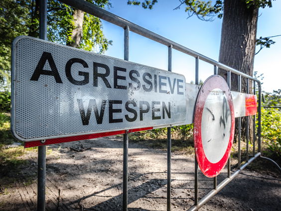 Zeeland geeft strijd tegen Aziatische hoornaar op, terecht?