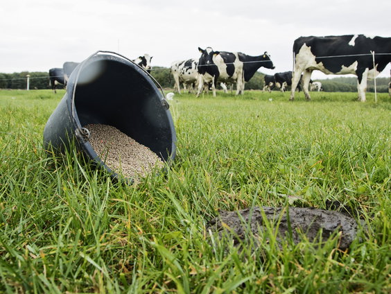 Kunstmestproductie stokt door internationale blokkades: Wat zijn de gevolgen?