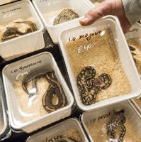 Welke reptielen mogen als huisdier?