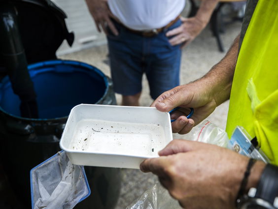 Tijgermug vaker in Nederland: dit zijn de gevaren