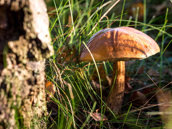 Het herfstseizoen is begonnen: Op stap met de Paddenstoelenman
