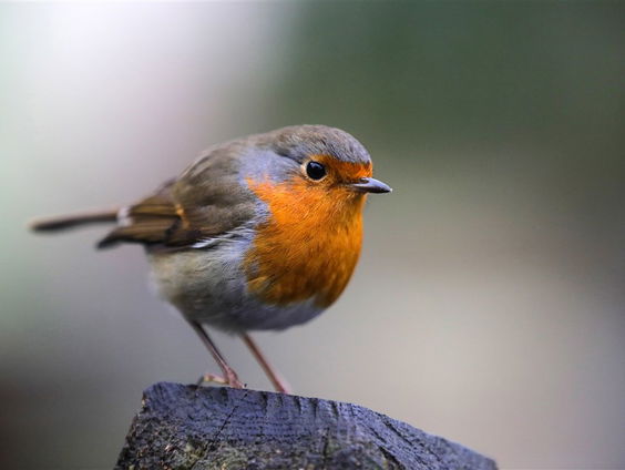 De Jaargetijden: vogelconcerten
