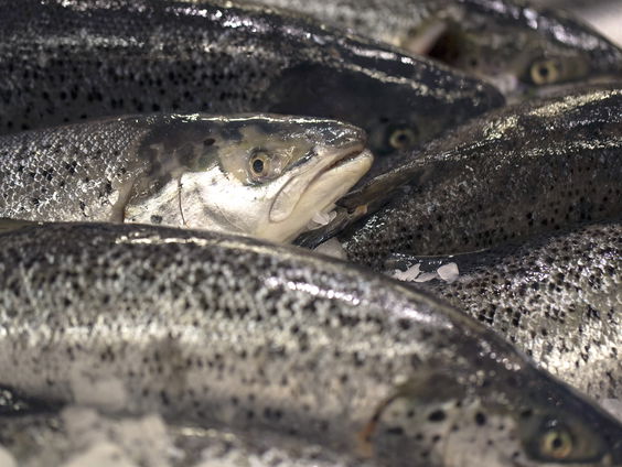 Forellen gaan op navigatiecursus