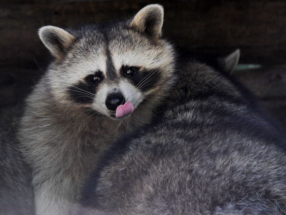 Zoektocht naar ontsnapte bandieten gestaakt