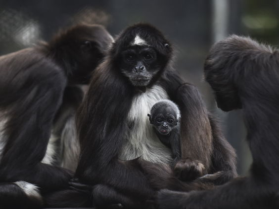 Driekwart wilde dieren verdwenen, vooral in Latijns-Amerika en Cariben