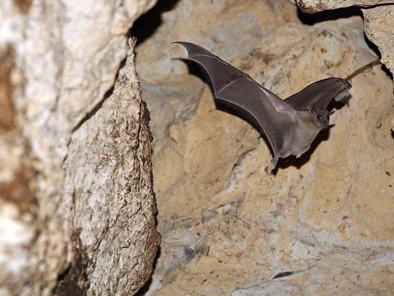 Vleermuizen bedreigen doelen huisisolatie