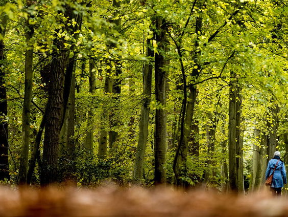 Kalm met Klassiek: bos en hei