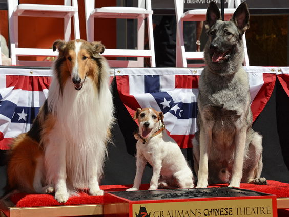 Wat maakt een hond een goede acteur?