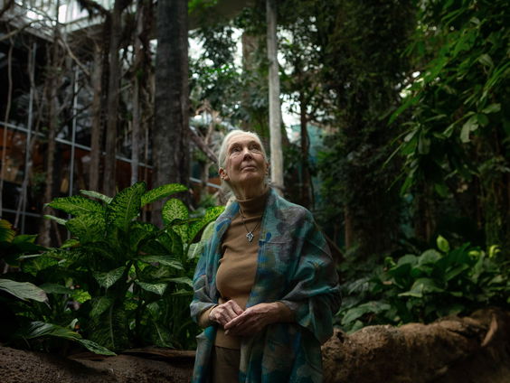 Jane Goodall: 65 jaar onderzoek naar de chimpansee